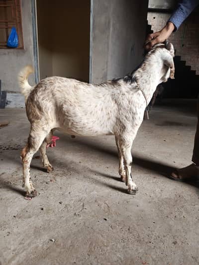 Pure teddy and breeder bakra