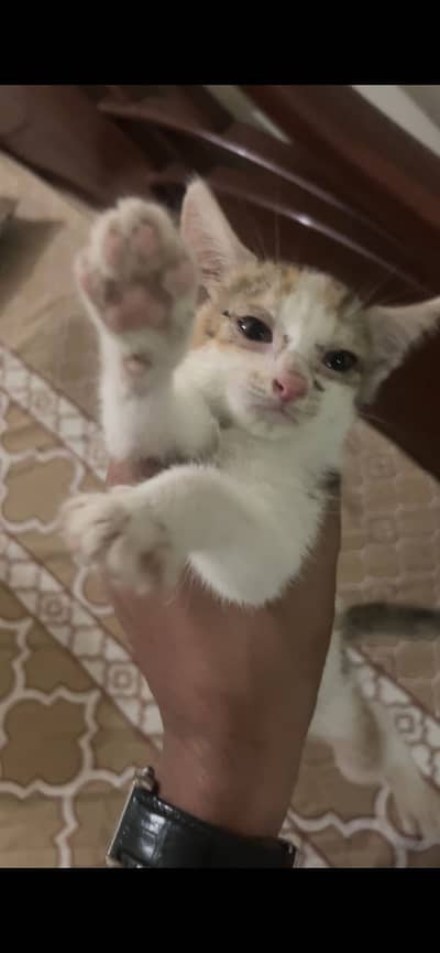 Kitten pair Gray and White