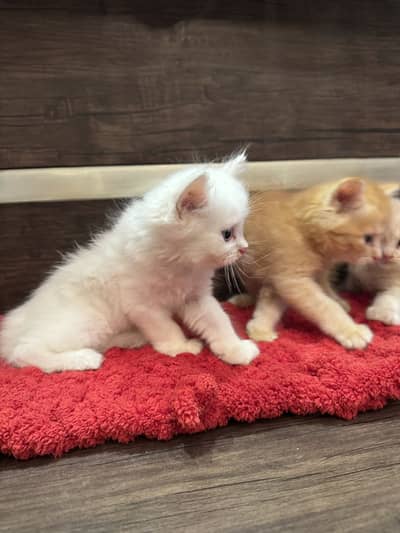 Persian cats