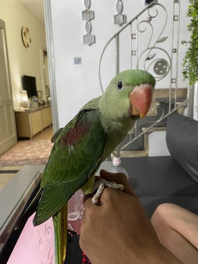 Hand tamed raw parrots