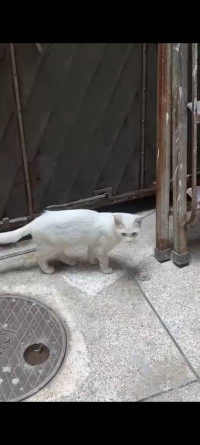 Persian cat