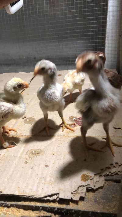 parrot beak chicks