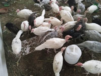 Turkey  birds available