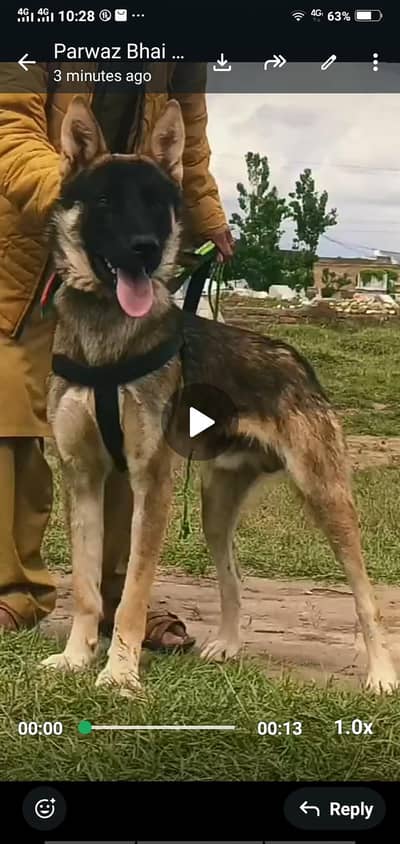 baghari dog