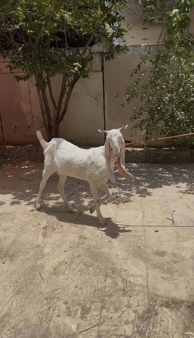 Gulabi Bakri for sale