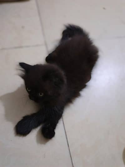 Persian kitten