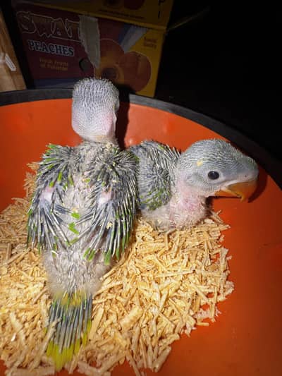 Pahari kashmiri raw chicks 