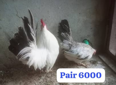 silver sabrate+ japanese+ astrolop chicks