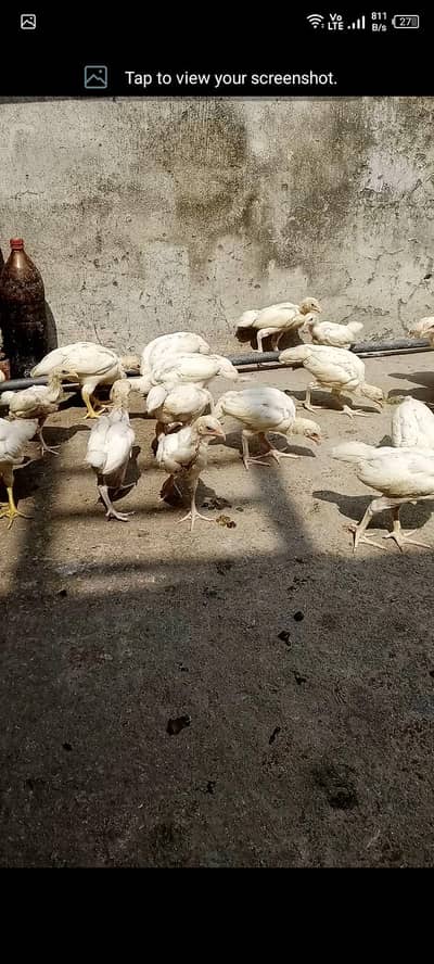 white aseel for sale