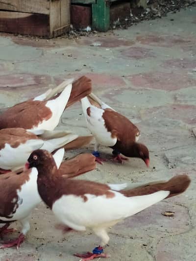 Esraeli pegion 1 pair 1  male alag he 03087901020 kamoke