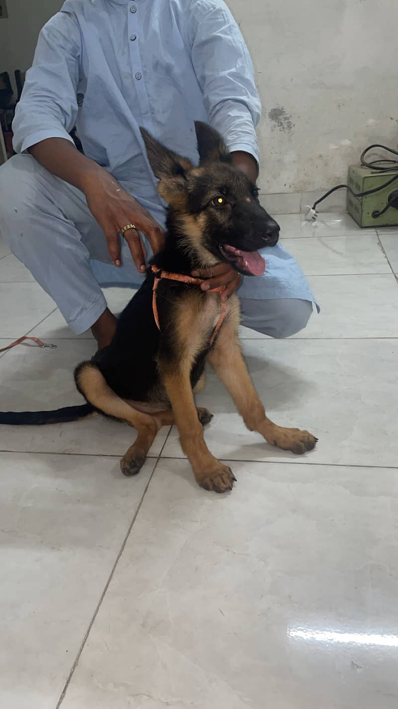 German shepherd 0