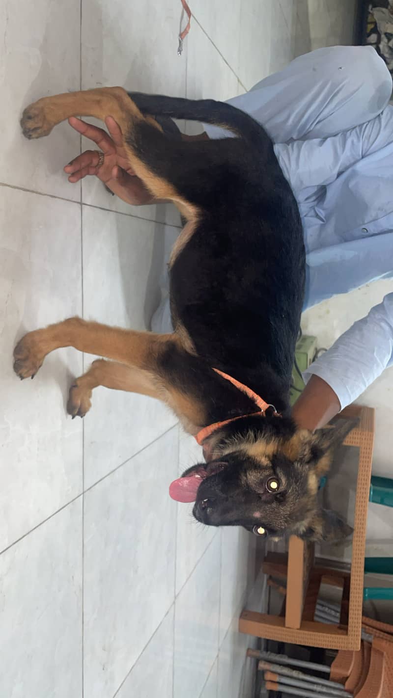German shepherd 1