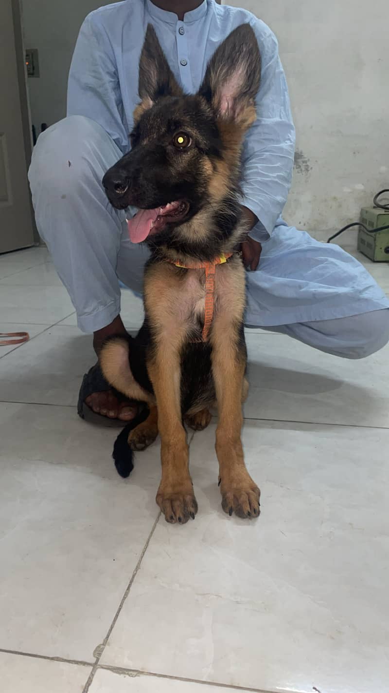 German shepherd 2