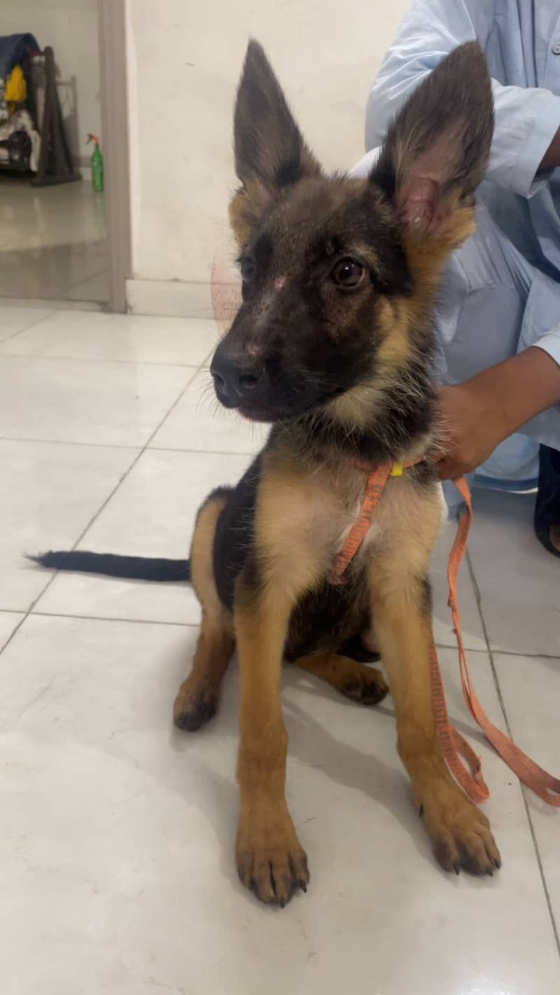 German shepherd 3
