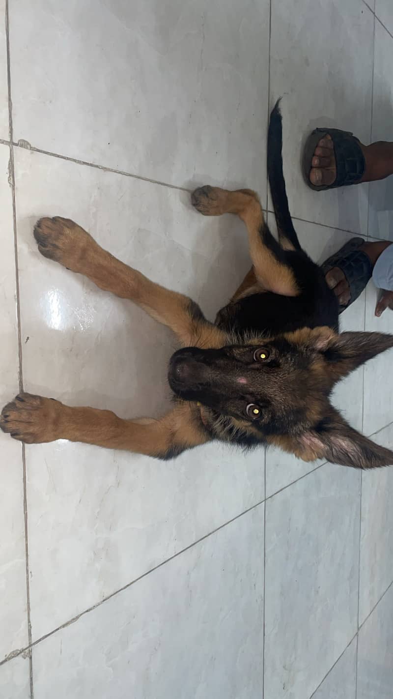 German shepherd 4