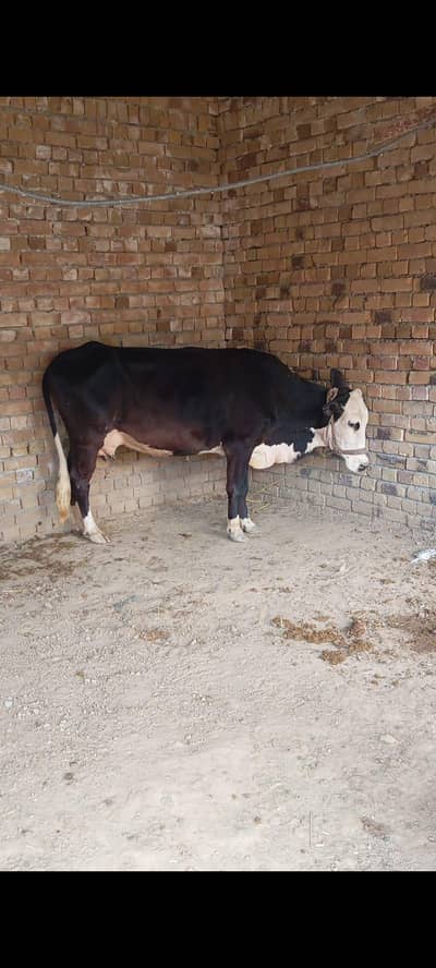 jercy cross cow