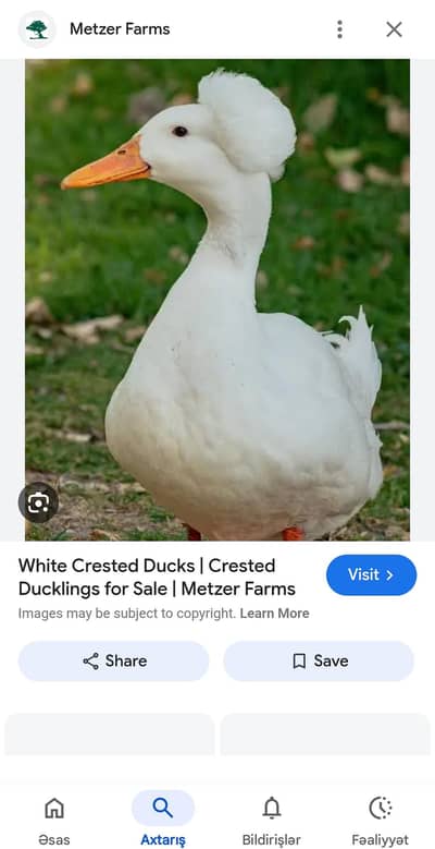 White crusted dove