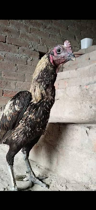 dragon male for sale 03204662945 wats app nbr
