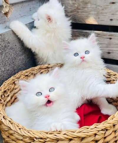 Persian cat for sale my  2 month age