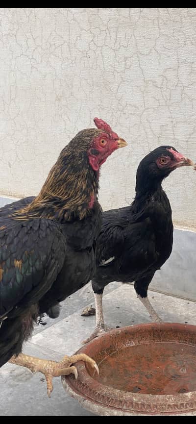 Breeder Pair Gurranted