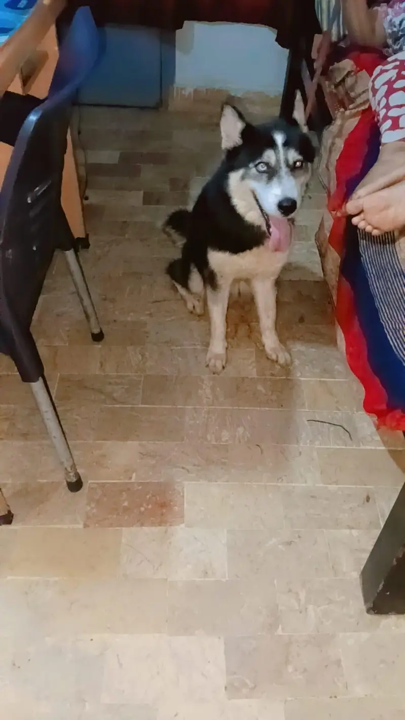Rootwiler Huskey shitzu German shaperd — photo 5