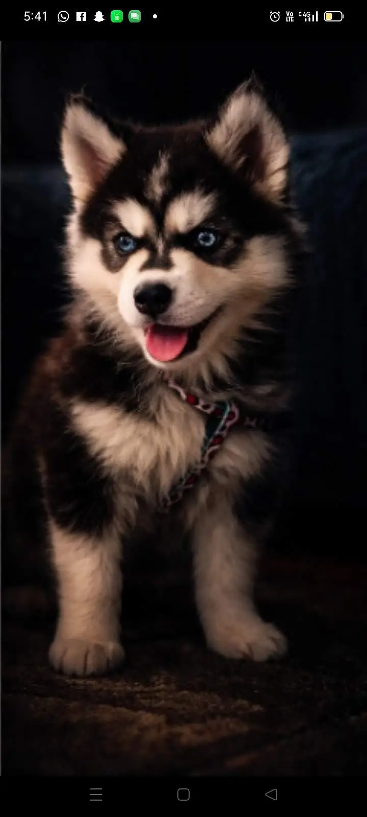 Rootwiler Huskey shitzu German shaperd — photo 11