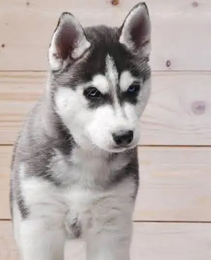 Rootwiler Huskey shitzu German shaperd — photo 12