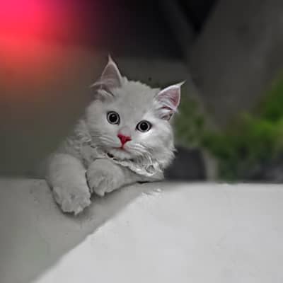 cat for sale