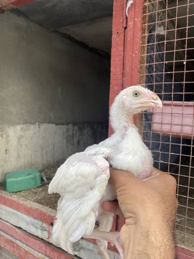 Qandhari paper white Aseel chicks