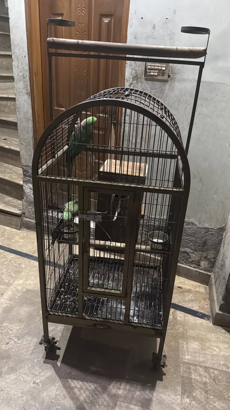 Raw parrot 0