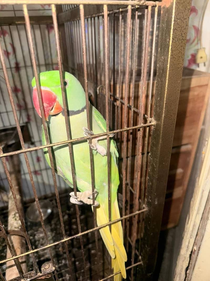Raw parrot 1