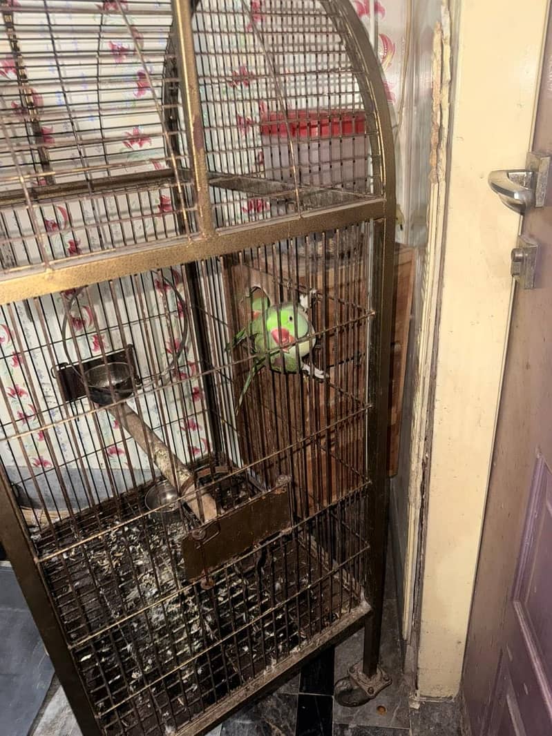 Raw parrot 2