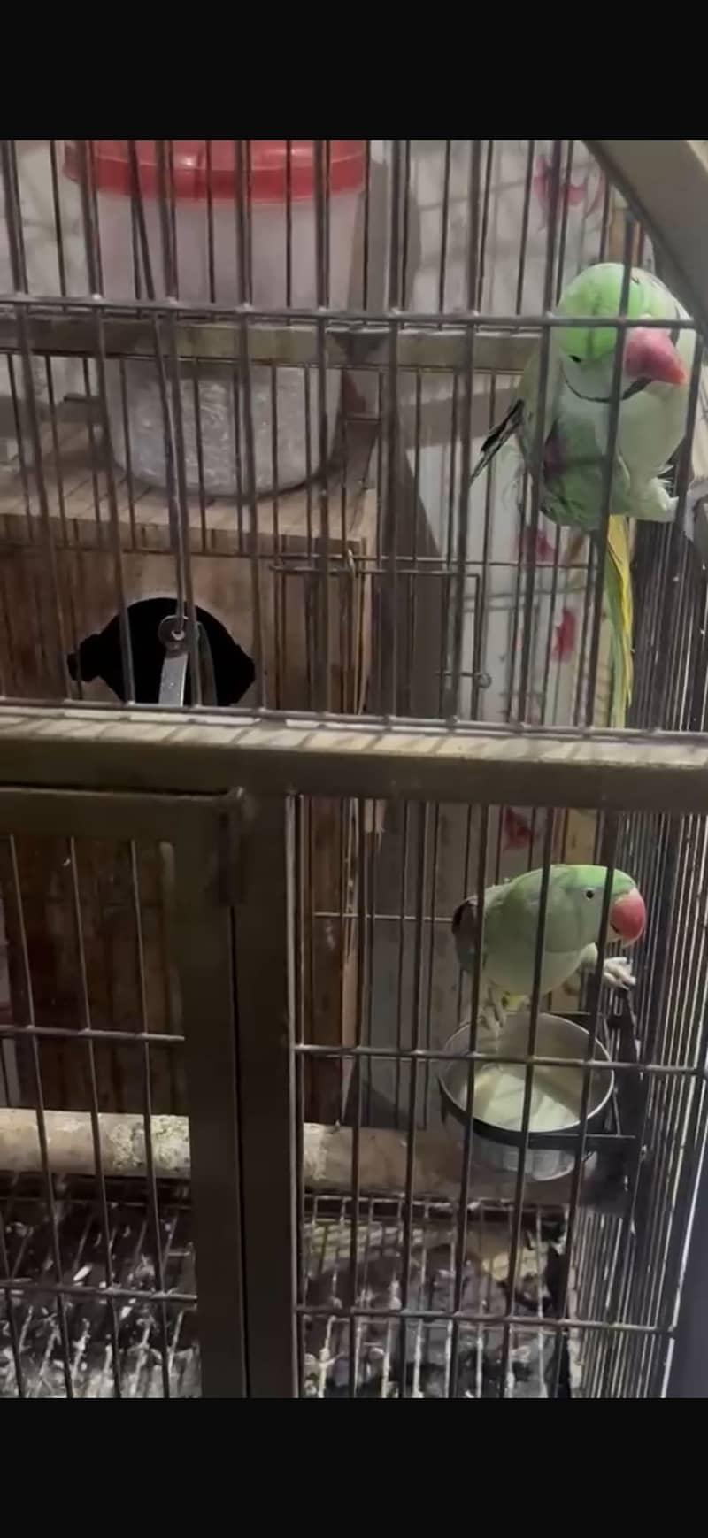 Raw parrot 4