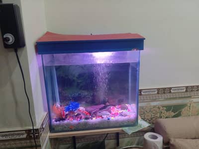 Beautiful Fish Tank(Aquarium)