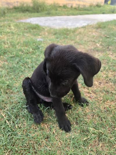 Labrador puppy for sale