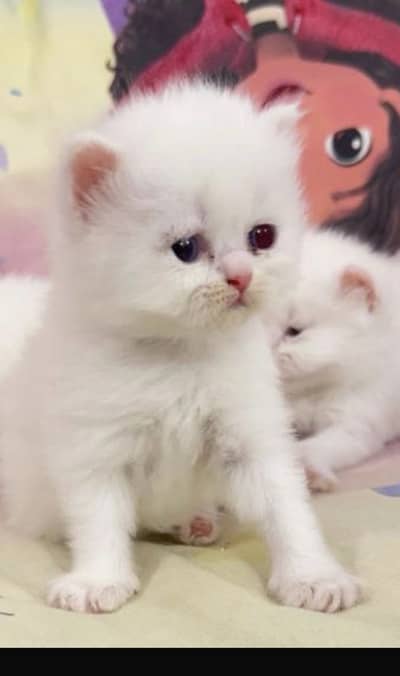 Persian kittens for sale