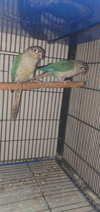 blue torquoise wfwc pair with dna 0321/44/35/484