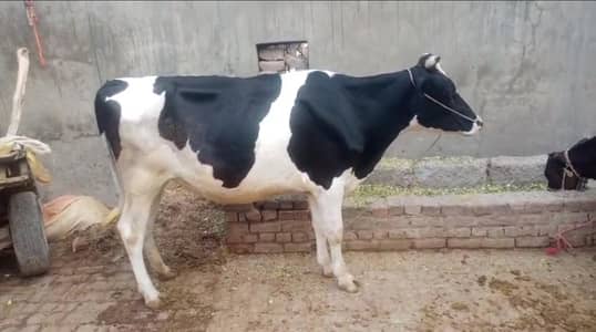 Cow for sale