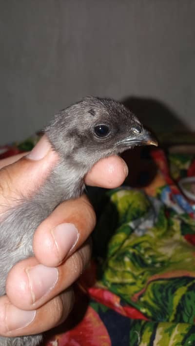 Healthy and active quality breed chicks