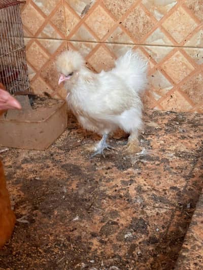  Premium White Silkie Hen | 3.5 Months Old | Healthy & Beautiful