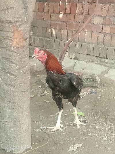 seel hen for sale