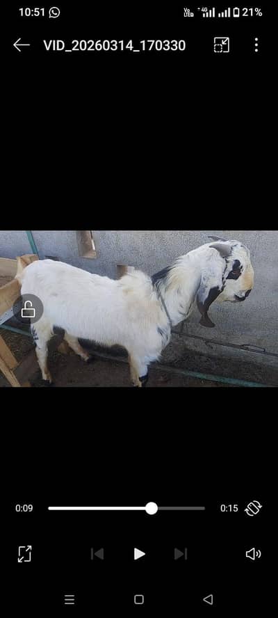 Bredr Bakra for sale