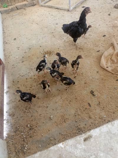 Pure lasani chicks  for sale per piece 2800 WHATSAPP 03405400323