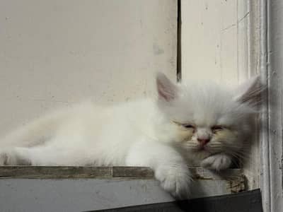 Persian kittens