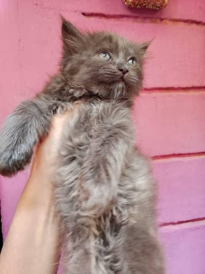 cat for sale Persian