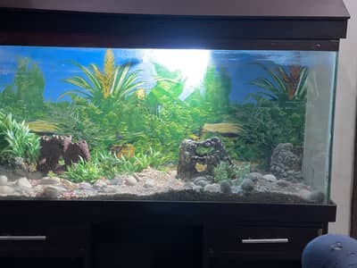 aquarium for argent sale