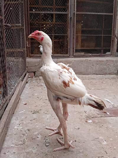 Miawali Aseel 100%Male Nail tail sab ok age 7 month