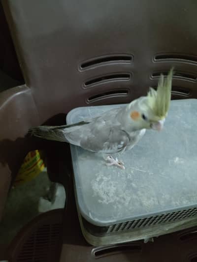 Fawn Cocktail Chick Available Grey Cockatiel