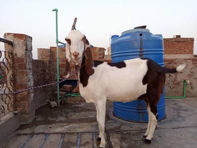 healthy goat for sale
