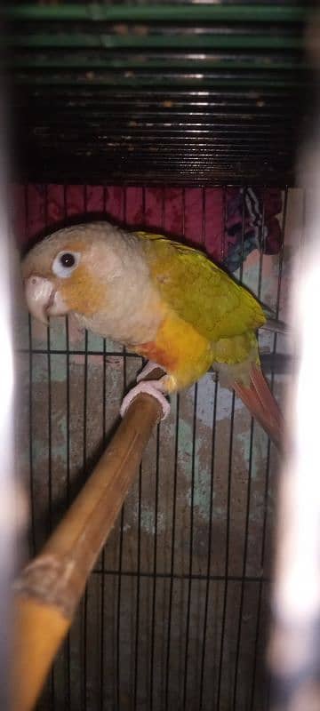 conure parrot friendly parrot